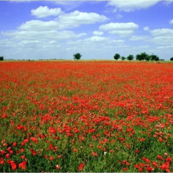 Meet your Posher, Rae - Picture 8 of 13